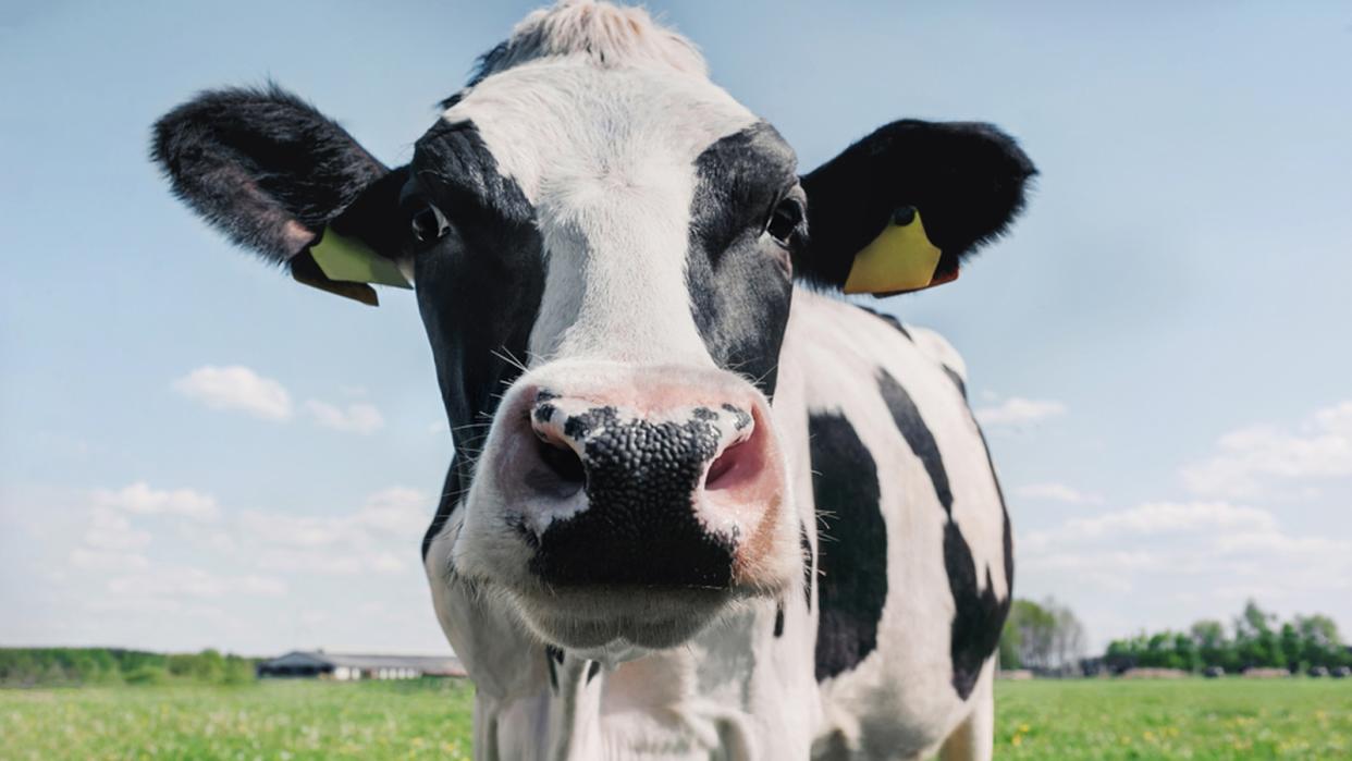  A close up of a cow's face 