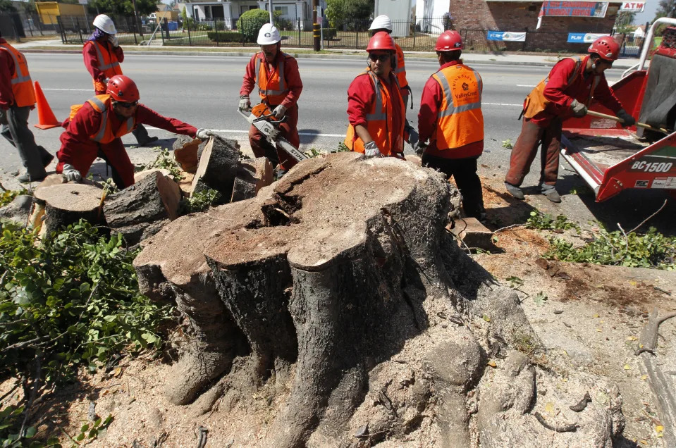 Tree trimming contractors work to cut down a large tree stump along Crenshaw Boulevard in Inglewood, California  September 18, 2012.  REUTERS/Fred Prouser