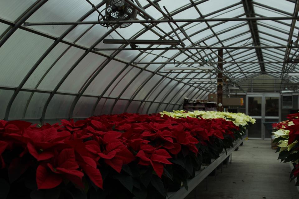 Royer's procures their poinsettias locally for their holiday arrangements