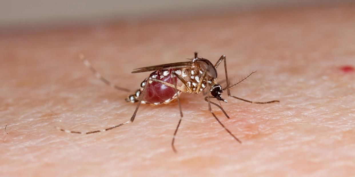 mosquito Aedes aegypti zika virus blood bite