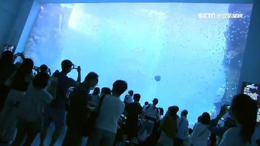 來自日本的水族館今（7）日於桃園開幕。