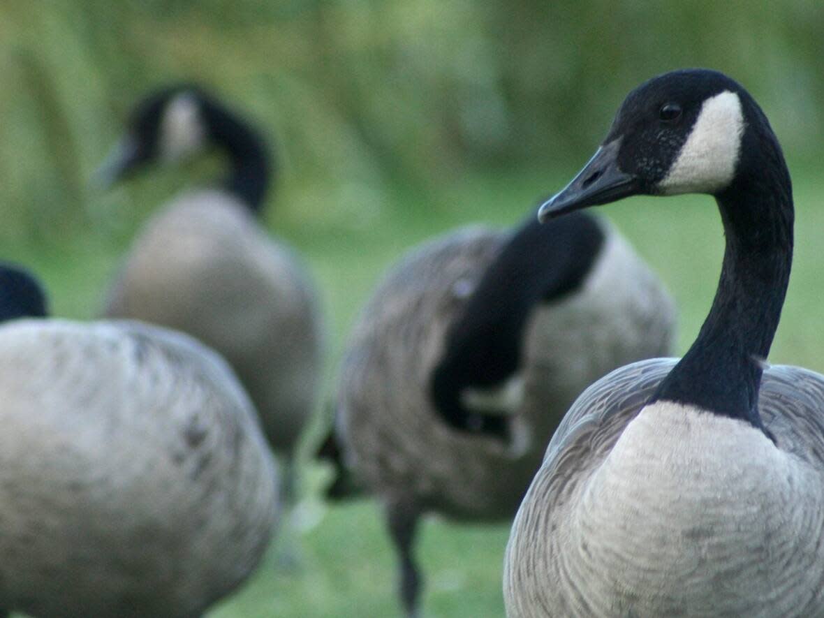 Canada geese have become a nuisance around Vancouver, where park board officials are carrying out an egg addling program to keep their population under control. (Rafferty Baker/CBC - image credit)