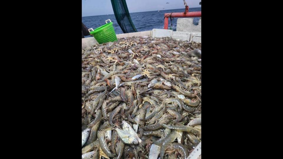 Craig Reaves caught these Shrimp from the Gracie Belle Thursday.