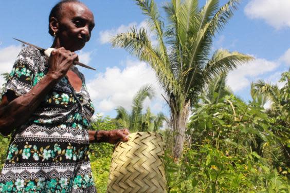 A coconut breaker harvests fruit in the forest