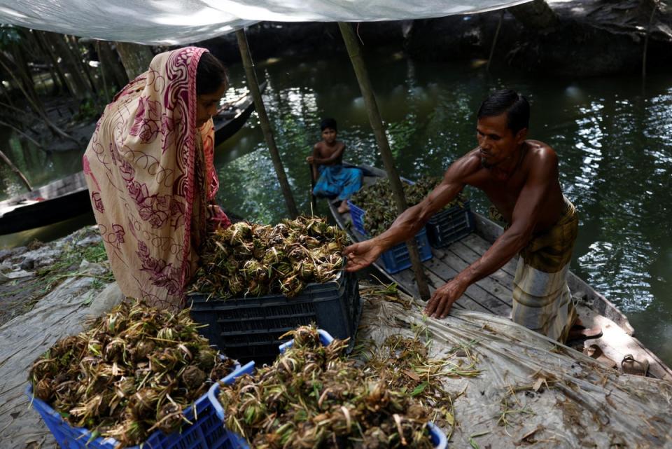 Mohammad and his wife Murshida Begum, 35, load seedling balls onto a boat to be planted on their floating farm (Reuters)