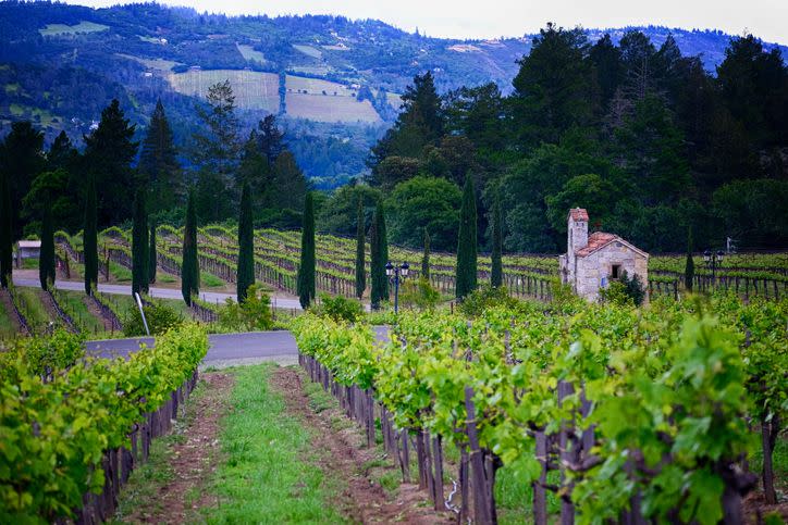 vineyards in napa valley in california