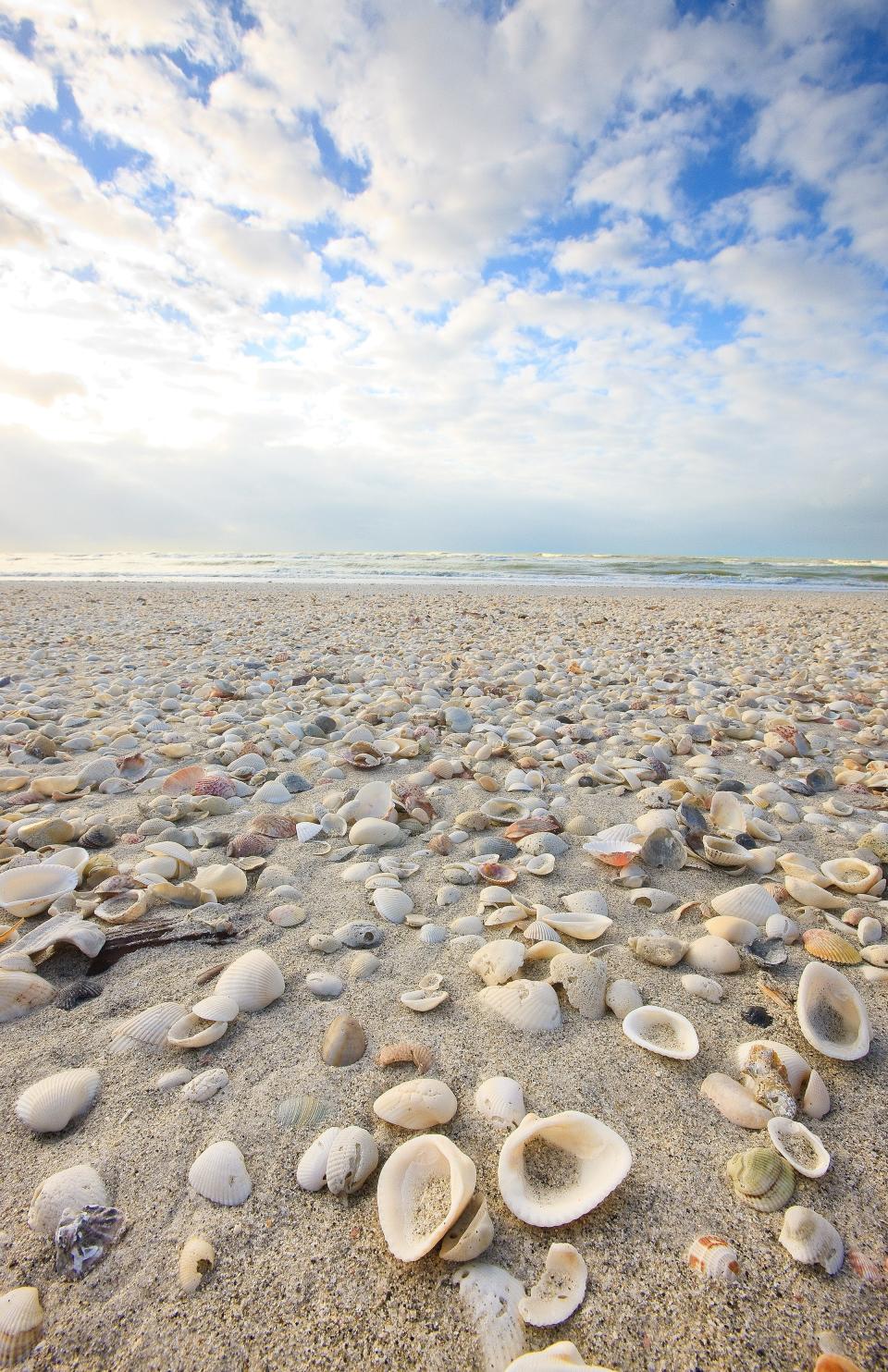 Beaches on Sanibel Island offer some of the best shelling in the U.S. (The News-Press files)