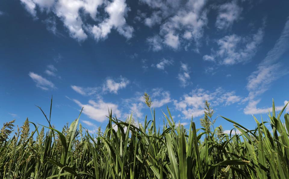 La Union Maze is planning to open with its 2nd Annual Spring Fling April 27-28 and May 4-5 at 1101 Highway 28 Anthony, N.M.