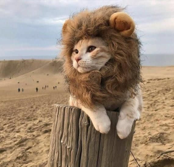 Lion Costume for Cats