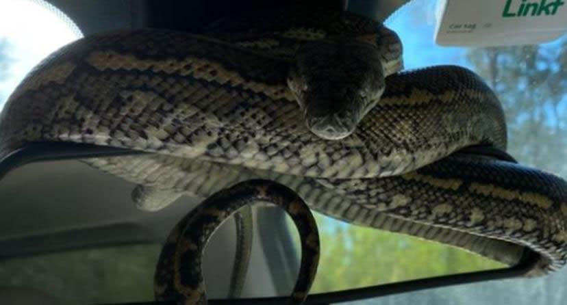 A large carpet python wrapped around the rear view mirror of a car in Queensland. Source: Josh's Snake Catching and Relocation