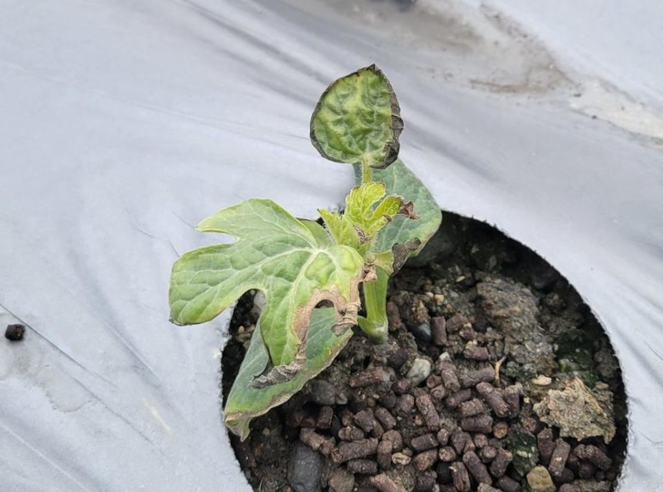 花蓮鳳林西瓜六十年來首次遭逢重大寒災，過半瓜苗的葉面及根部受創嚴重。(花蓮縣議會提供)