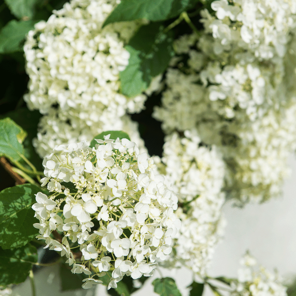 White hydrangeas