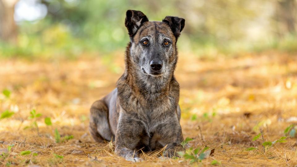 Dutch shepherd dog