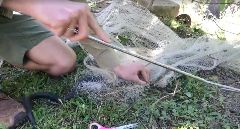 The snake catcher was able to successfully free the agitated red-bellied black snake at the property in Pomona.