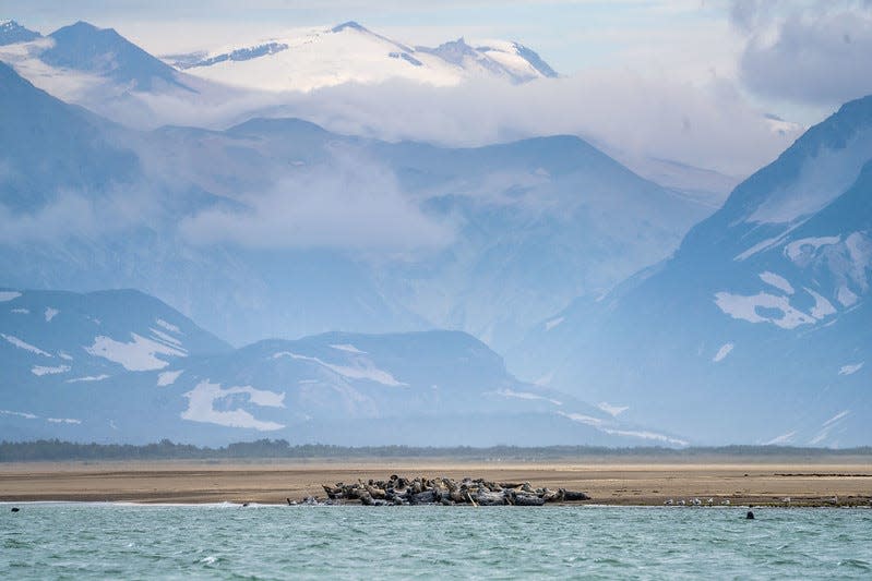 Seals rest along Katmai Bay.