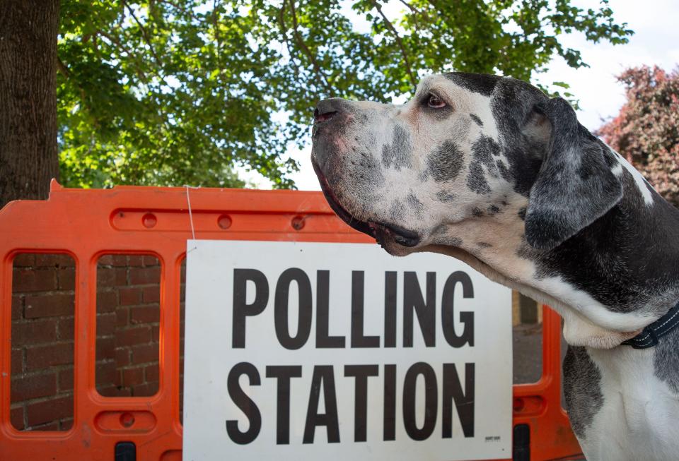 Eton Wick, Windsor, Berkshire, UK. 4th July, 2024. Chester the Great Dane outside the Polling Station in the village of Eton Wick, Windsor, Berkshire on General Election Day. Credit: Maureen McLean/Alamy Live News