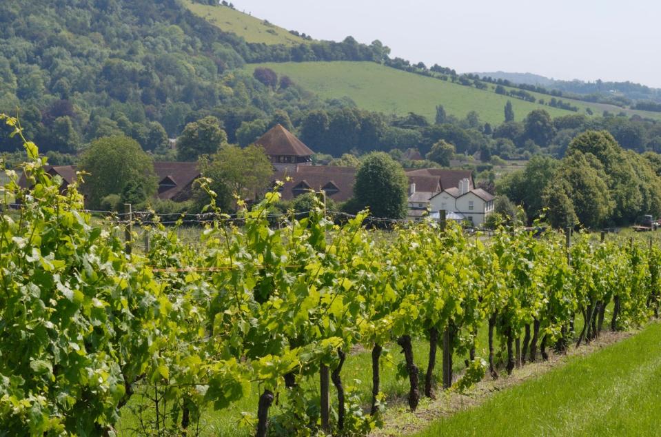 Denbies Wine Estate in Dorking is a scenic spot for a weekend walk (Alamy Stock Photo)