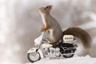 <p>Spotting a couple of toy bicycles in the snow, the little creatures wasted no time hopping on board. (Photo: Geert Weggen/Caters News) </p>