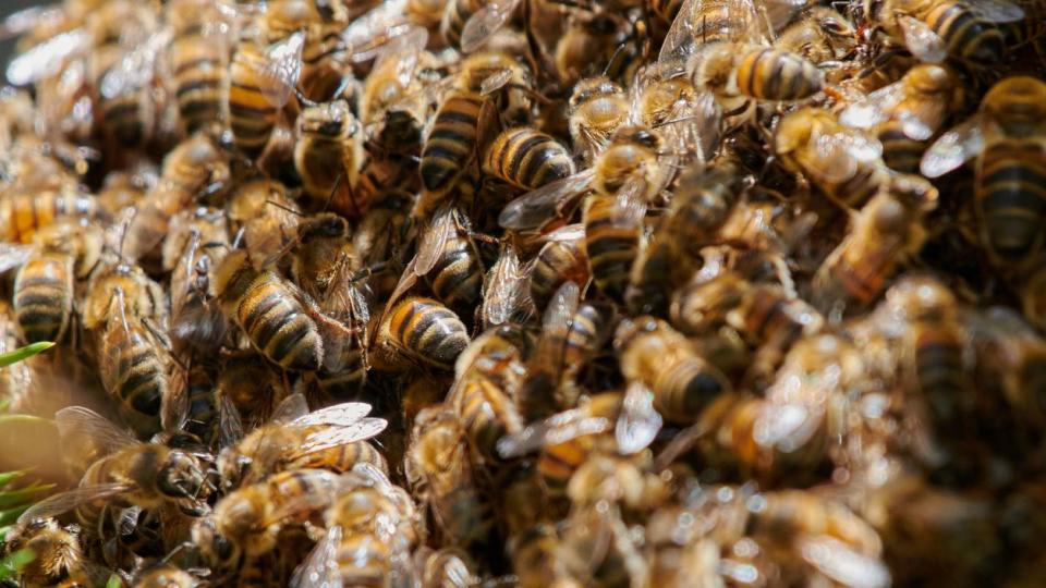 Bee swarm brings chaos to California neighborhood.