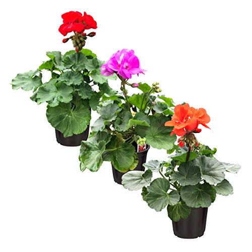 Live Zonal Geraniums - Assorted Colors (3 Plants Per Pack) - Beautiful Spring Flowers - 12