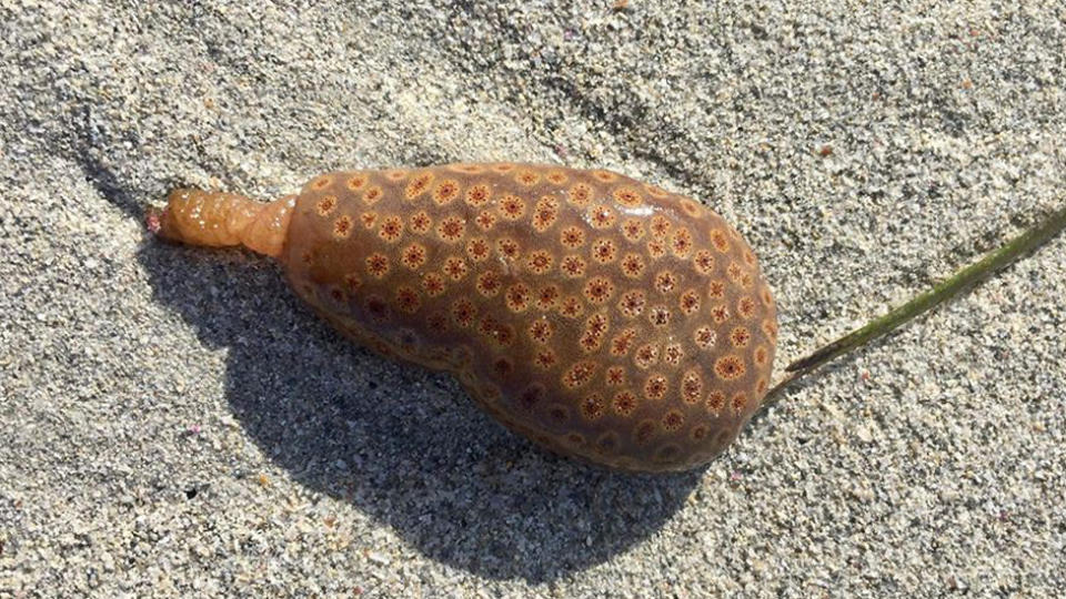 a compound ascidian found on a beach