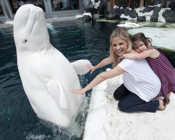 Sarah Michelle Gellar and her 2-year-old daughter Charlotte Prinze made a new friend in Nanuq the beluga whale at SeaWorld in San Diego, California. Photo: Mike Aguilera/ SeaWorld San Diego via Getty Images