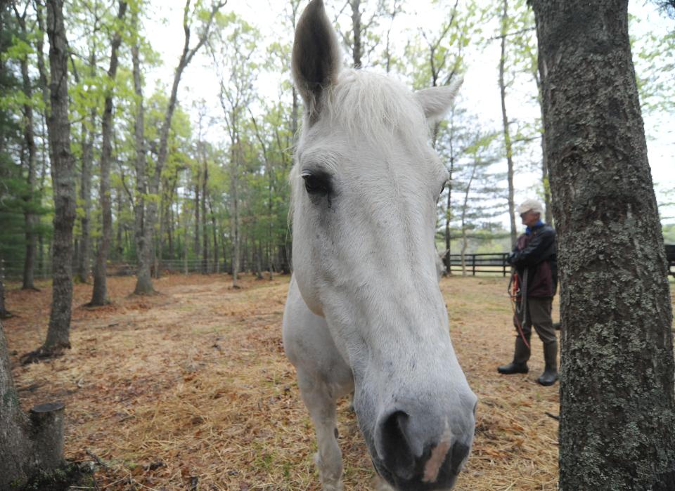 Therapy horse Jules, who has helped calm people and other horses, now struggles with a medical hurdle of her own, equine asthma. Still, she  comes over to investigate a visitor Thursday.