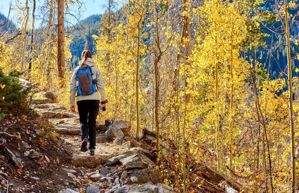 A hiker walks through an aspen grove at Rocky Mountain National Park in Colorado.