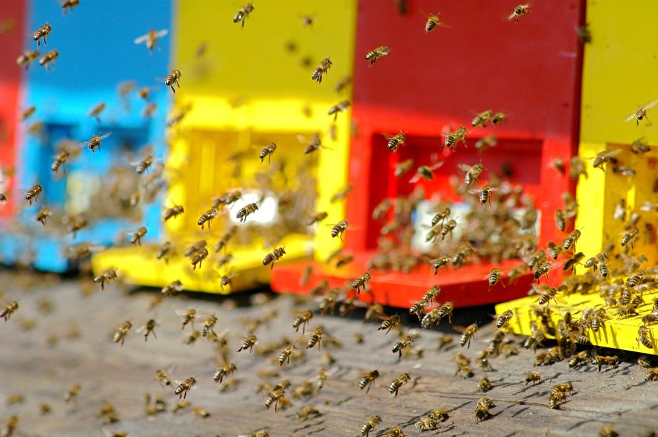 Slovenia led the campaign to have World Bee Day recognised as May 20