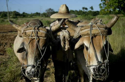 Farmers work in a field using oxen to plow the land in Los Palacios, Pinar del Rio province