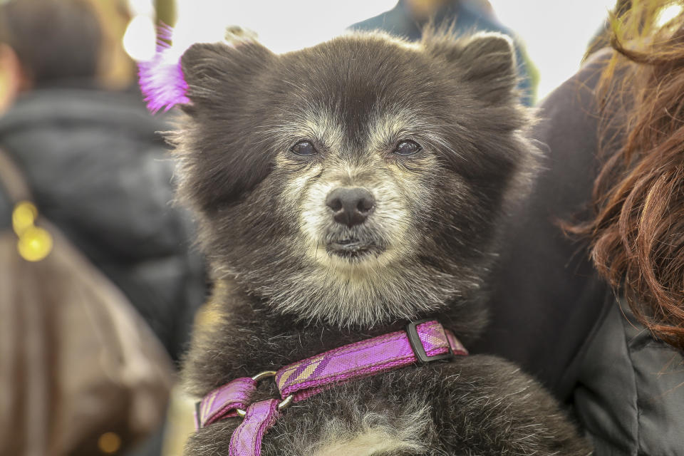 NYC pups in cute and creative costumes for annual Halloween Dog Parade