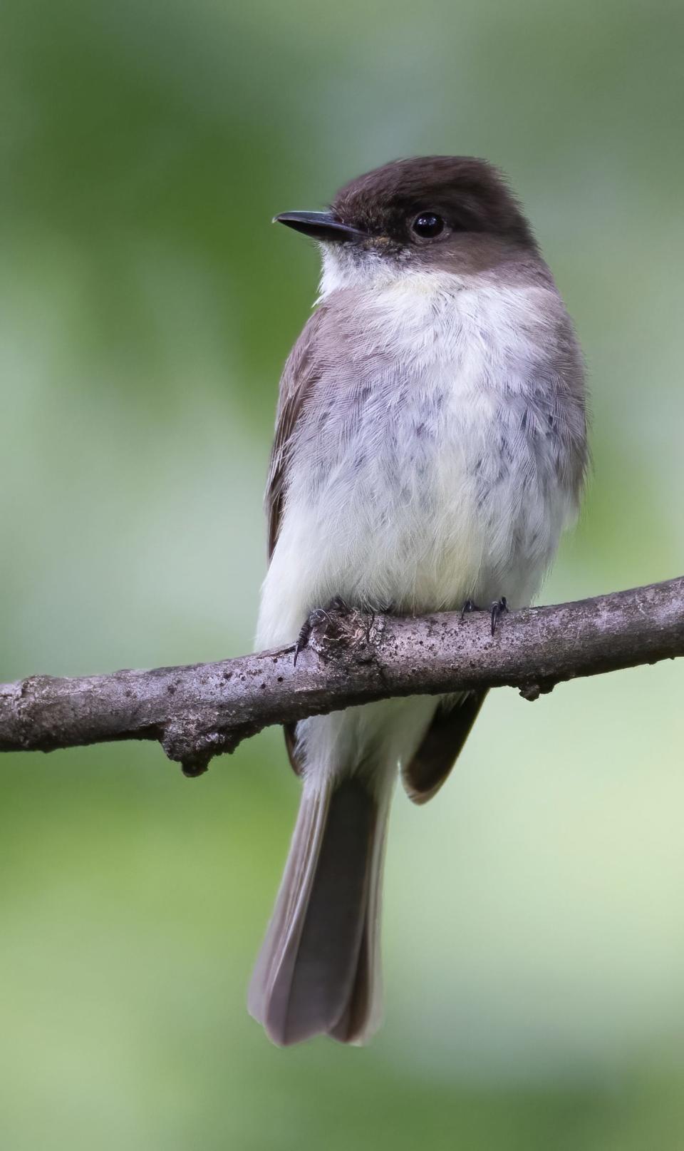 One of the eastern phoebe parents at Green Lawn Cemetery