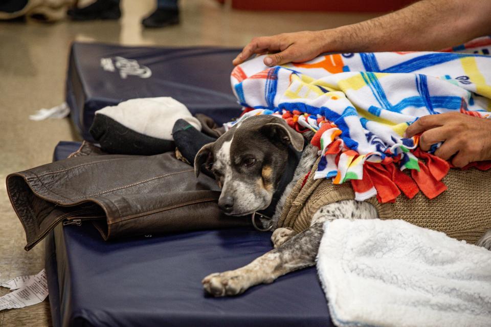 A man seeking shelter from the winter storm pulls a blanket over his dog at the Salvation Army warming center, Jan. 20, 2022, in Corpus Christi. The shelter had 30 beds on Thursday and staff handed out food and water.