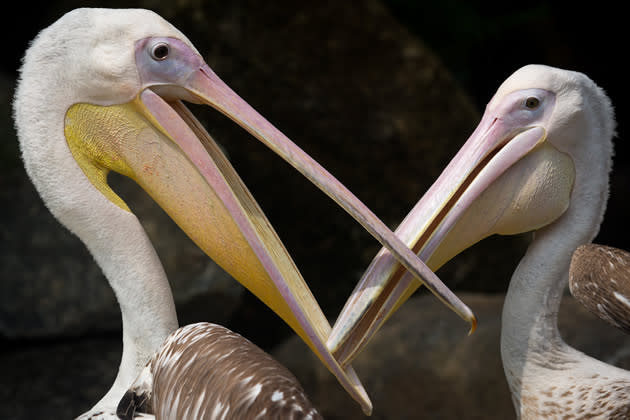 SINGAPORE - MARCH 25: Two Great White Pelicans from Africa play around with each other during a media tour ahead of the opening of River Safari at the Singapore Zoo on March 25, 2013 in Singapore. The River Safari is Wildlife Reserves Singapore's latest attraction. Set over 12 hectares, the park is Asia's first and only river-themed wildlife park and will showcase wildlife from eight iconic river systems of the world, including the Mekong River, Amazon River, the Congo River through to the Ganges and the Mississippi. The attraction is home to 150 plant species and over 300 animal species including 42 endangered species. River Safari will open to the public on April 3. (Photo by Chris McGrath/Getty Images)