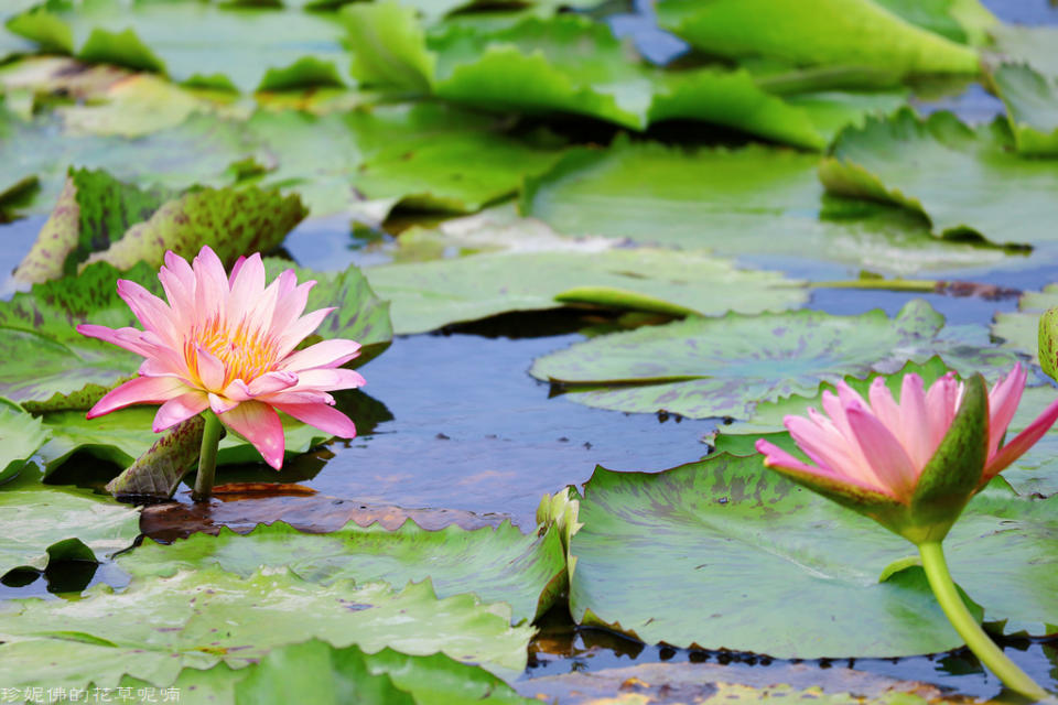 蓮緣香水蓮花園