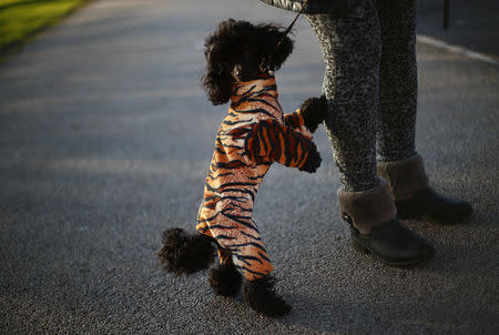 A Toy Poodle arrives for the first day of the Crufts Dog Show in Birmingham, Britain, March 7, 2019. REUTERS/Hannah McKay