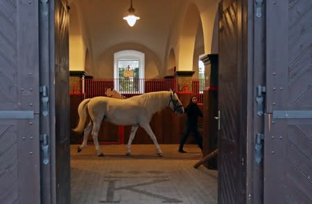 An employee of The National Stud Kladruby nad Labem leads a horse inside a stable in Kladruby nad Labem, Czech Republic