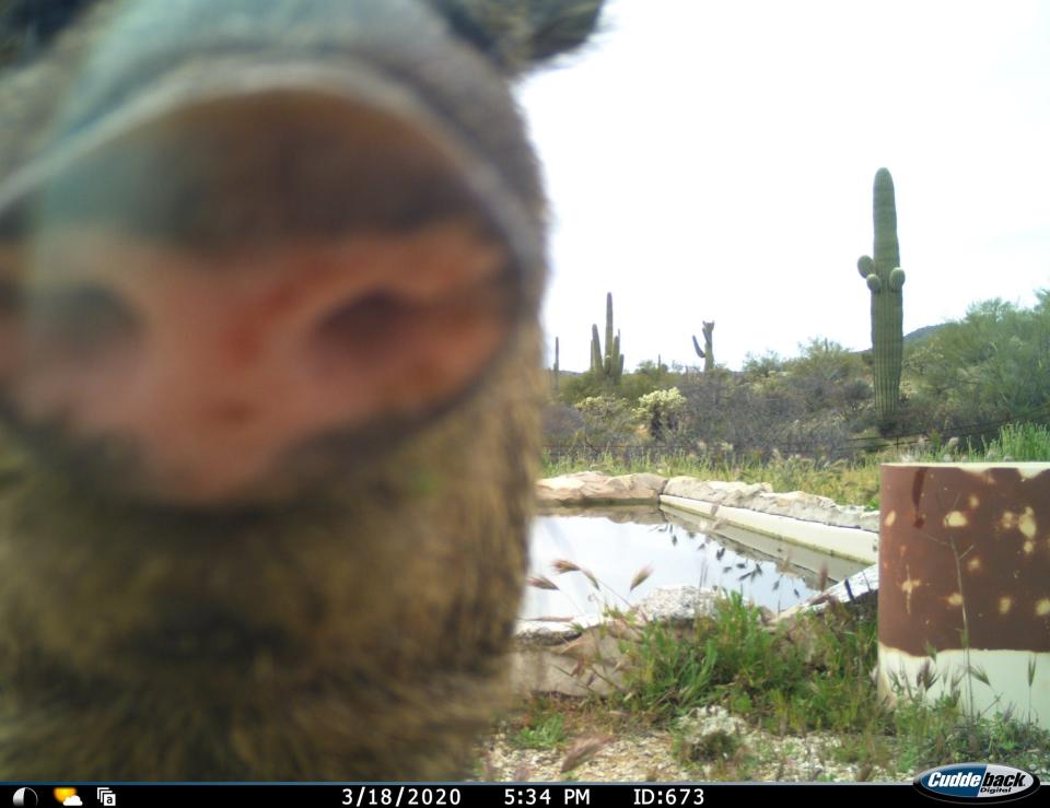 Trail camera shows an animal near a watering hole in Arizona