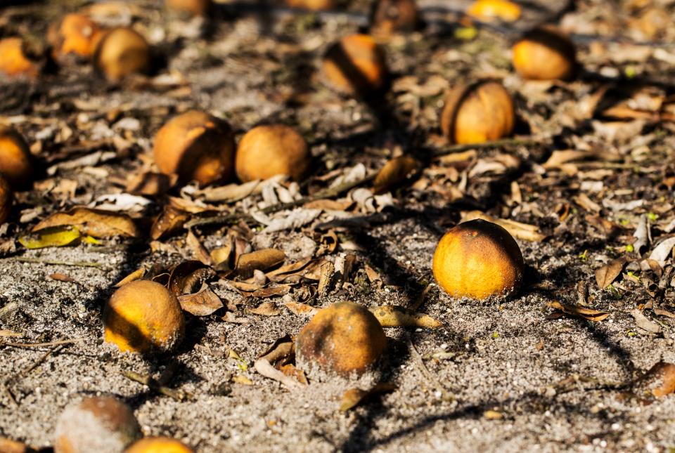 The loss of income from the thousands of oranges that dropped as George Winslow waited for a juice processing slot keeps Winslow up at night. Mounds of wasted fruit gathered beneath his grove’s trees on Monday, April 27, 2020.  He estimates the loss at around a $1 million.