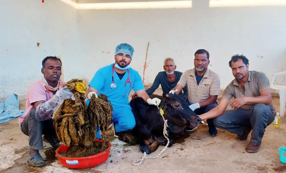 Vets posing with the cow and the lump of plastic bags. 