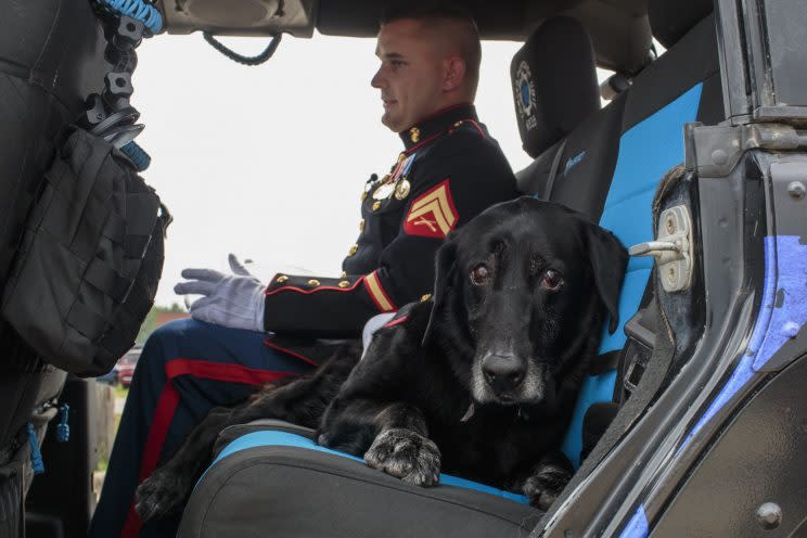 A 10-year-old labrador who served in Afghanistan has been given a hero’s farewell before he was put to sleep after being diagnosed with bone cancer.