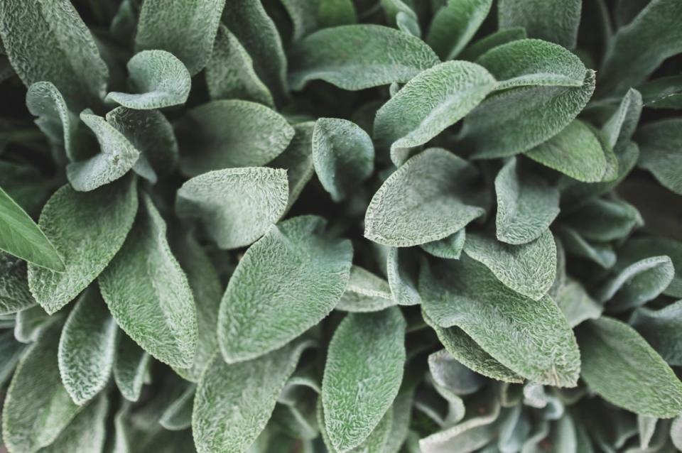 Lamb's ear plants