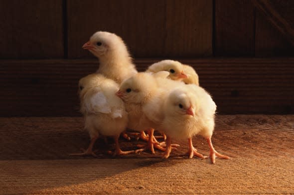 agricultureanimalbirdbrownbusiness and industrycenterchickchickenclustercolorcoopdaydownfarmfowlhorizontalinter