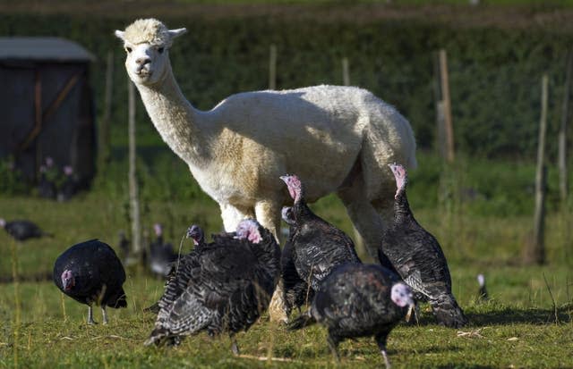 Alpacas guard turkeys on farm