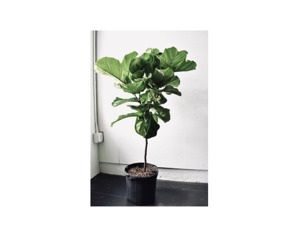 5) Ficus 'Fiddle Leaf Fig' Lyrata