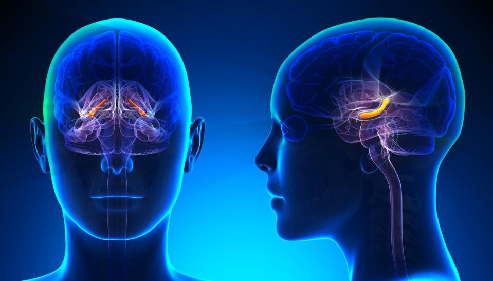 El hipocampo es una región cerebral asociada a la memoria espacial y la capacidad de orientación. <a href="https://www.shutterstock.com/es/image-illustration/female-hippocampus-brain-anatomy-blue-concept-235279540" rel="nofollow noopener" target="_blank" data-ylk="slk:Shutterstock / decade3d - anatomy online;elm:context_link;itc:0;sec:content-canvas" class="link ">Shutterstock / decade3d - anatomy online</a>