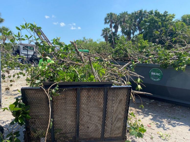 DEP found healthy mangrove branches in dump trucks off Sandpiper Bay Resort on May 10.