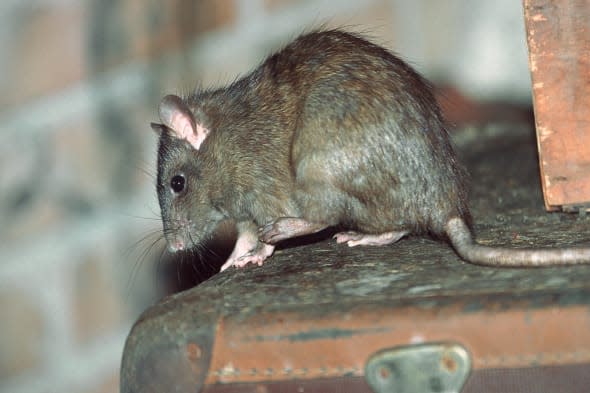 black rat, roof rat, house rat, ship rat (Rattus rattus), on an old suitcase