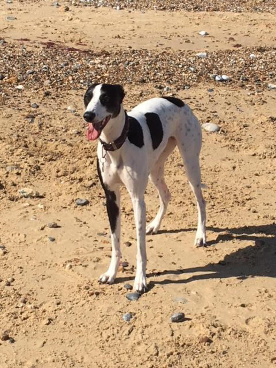 The lurcher has been with her adopted family for two years (Mercury)