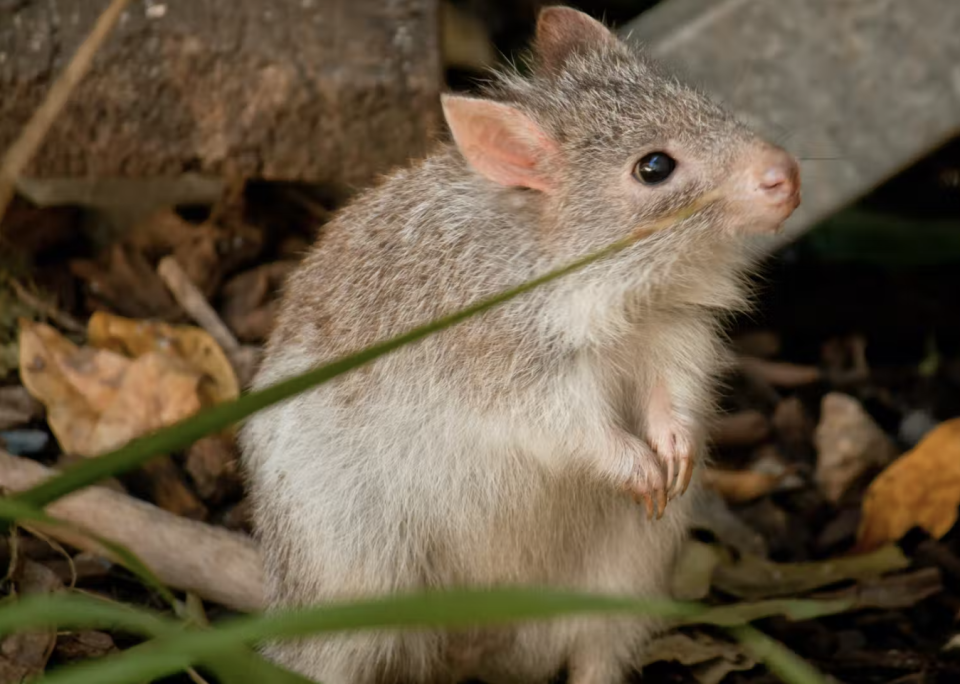 Burrowing bettong populations have been impacted heavily by introduced predators. Source: Daniela Parra/flickr